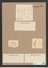 Amphora ovalis (Breb.) Kuetz. (de-Toni-Nr.: Genus 36, Species 1672) Zeichnungen Sammlung Grunow Nr. 3203 (NHMW-BOT-W0370656)